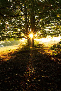 Sunlight streaming through trees on field