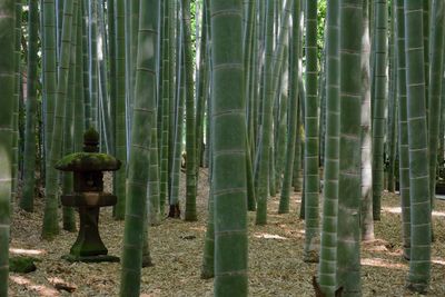 Bamboo plants in forest