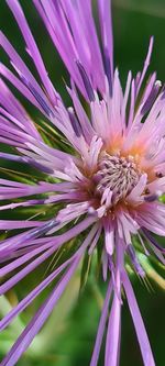 Close-up of purple flowering plant