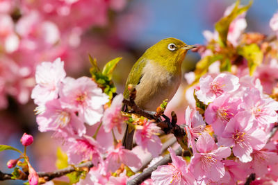 Close-up of bumblebee on cherry blossom