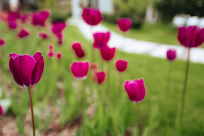 Close-up of red poppy flowers on field