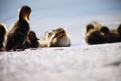 A tiny duckling sitting in the sunshine