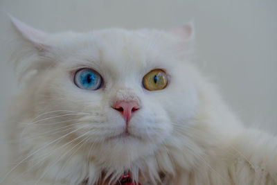 Close-up portrait of a cat