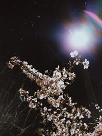 Close-up of cherry blossom tree