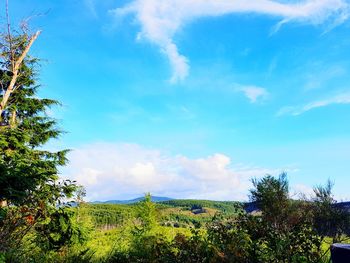 Low angle view of plants against blue sky