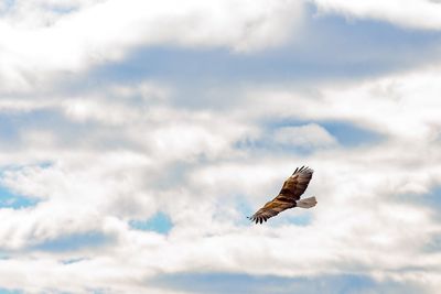 Low angle view of bird flying against sky