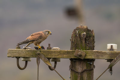 Male kestrel, falco tinnunculus, perched on a telegraph pole