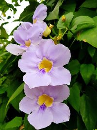 Close-up of flower blooming outdoors