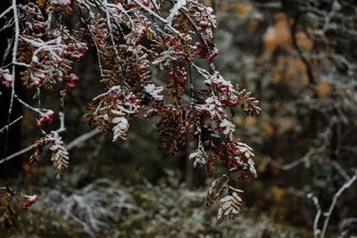 Close-up of flowering plant during winter