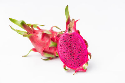 Close-up of pink flowers against white background