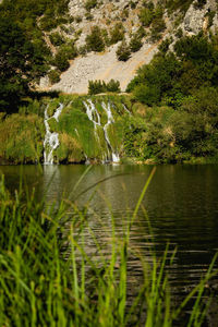 Scenic view of lake in forest