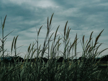 Close-up of grass on field against sky