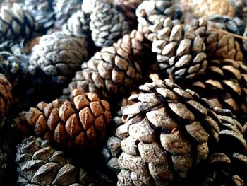 Full frame shot of pine cones