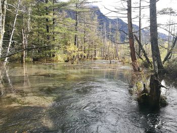 Scenic view of river amidst trees in forest