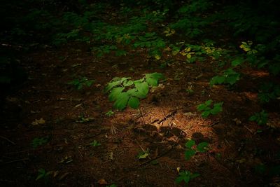 Plants growing on field