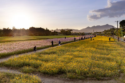 Scenic view of field against sky during sunset