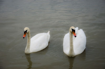 Swans swimming on lake