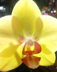 Close-up of yellow flower