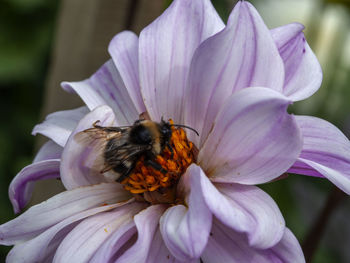 Close-up of bee pollinating on pink flower