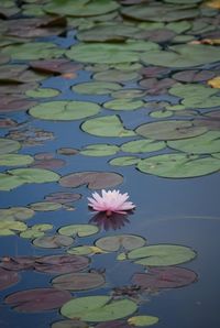 Close-up of lotus water lily in pond