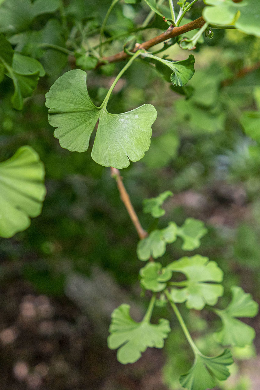 CLOSE-UP OF GREEN LEAVES ON PLANT
