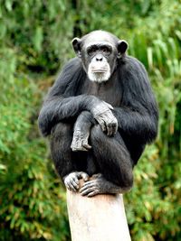 Full length of chimpanzee sitting on tree stump