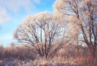 Bare trees against sky