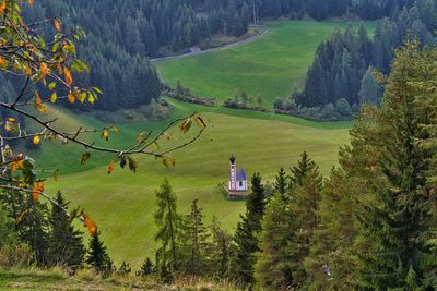 High angle view of trees on field