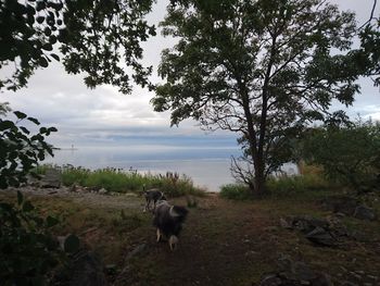 Dog standing on beach