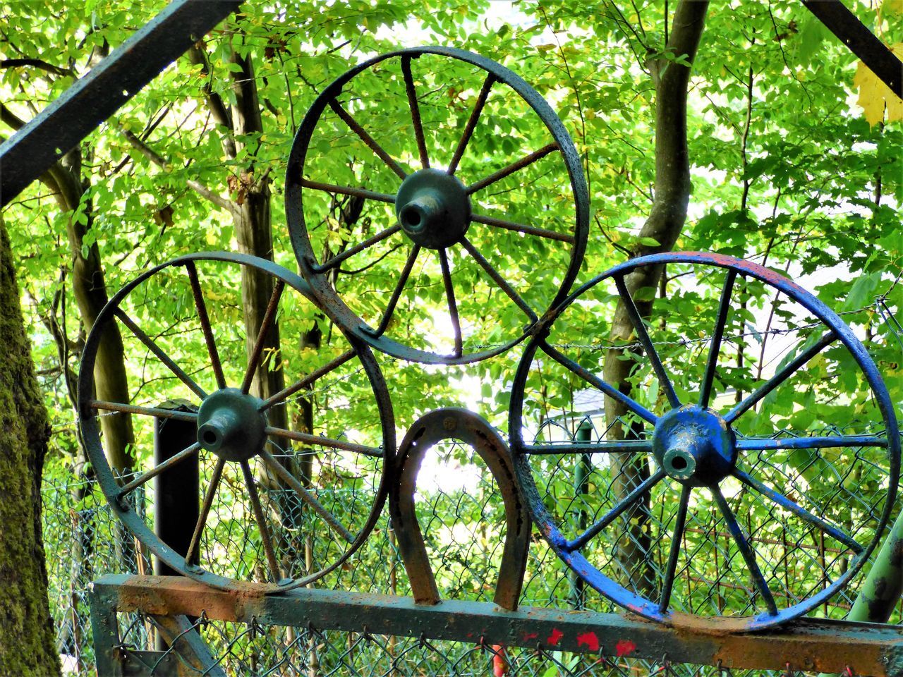 plant, wheel, no people, tree, day, metal, nature, green, outdoors, flower, iron, architecture, growth, circle