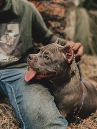 Portrait of dog sitting on lap