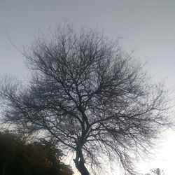 Close-up of tree against sky