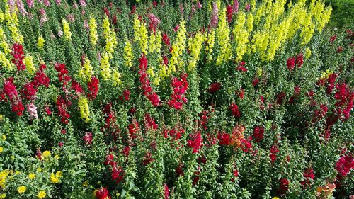 Full frame shot of red flowers growing in field