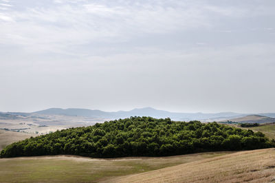 Scenic view of trees growing on field against sky