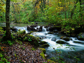 Stream flowing through rocks in forest
