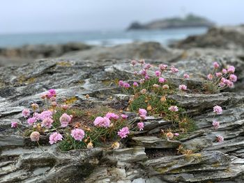 Close-up of pink flowering plant in sea