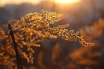 Close-up of plant against sky during winter