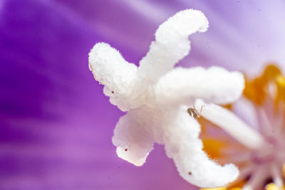 Close-up of white flowering plant
