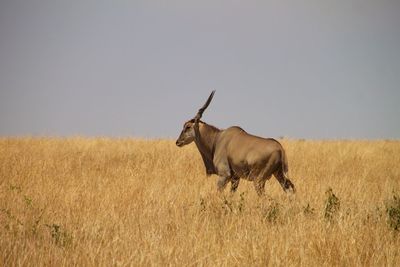 Horse standing on field against clear sky