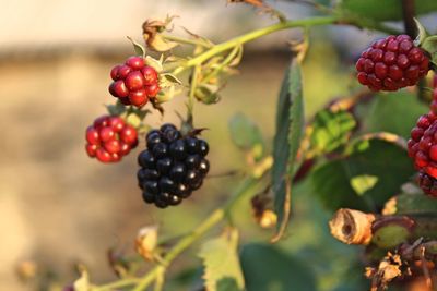 Close-up of berries growing on tree