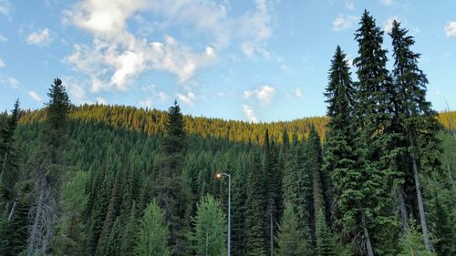 Trees on field against cloudy sky