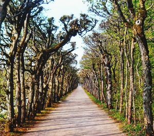 Narrow pathway along trees