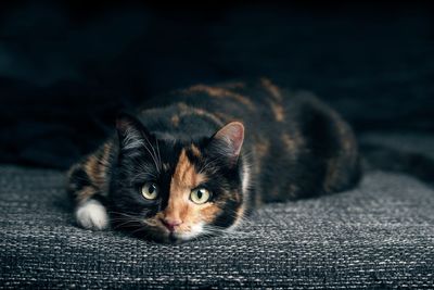 Tortoiseshell cat looks curious to the camera.