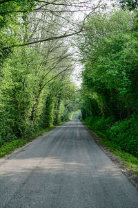 Road amidst trees in forest