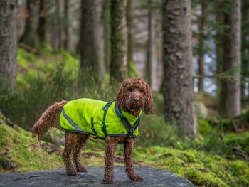 Outdoor portrait of an apricot cockapoo dog in the scottish countryside during an walk at loch ard 