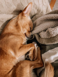 High angle view of dog sleeping