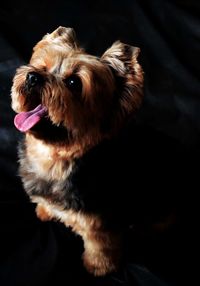 Close-up of dog
