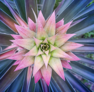 Close-up of pink flower blooming outdoors