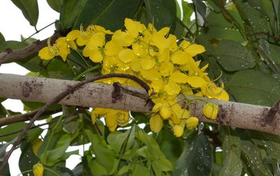 Close-up of yellow flowers