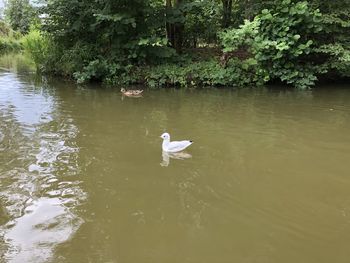 Ducks swimming in lake